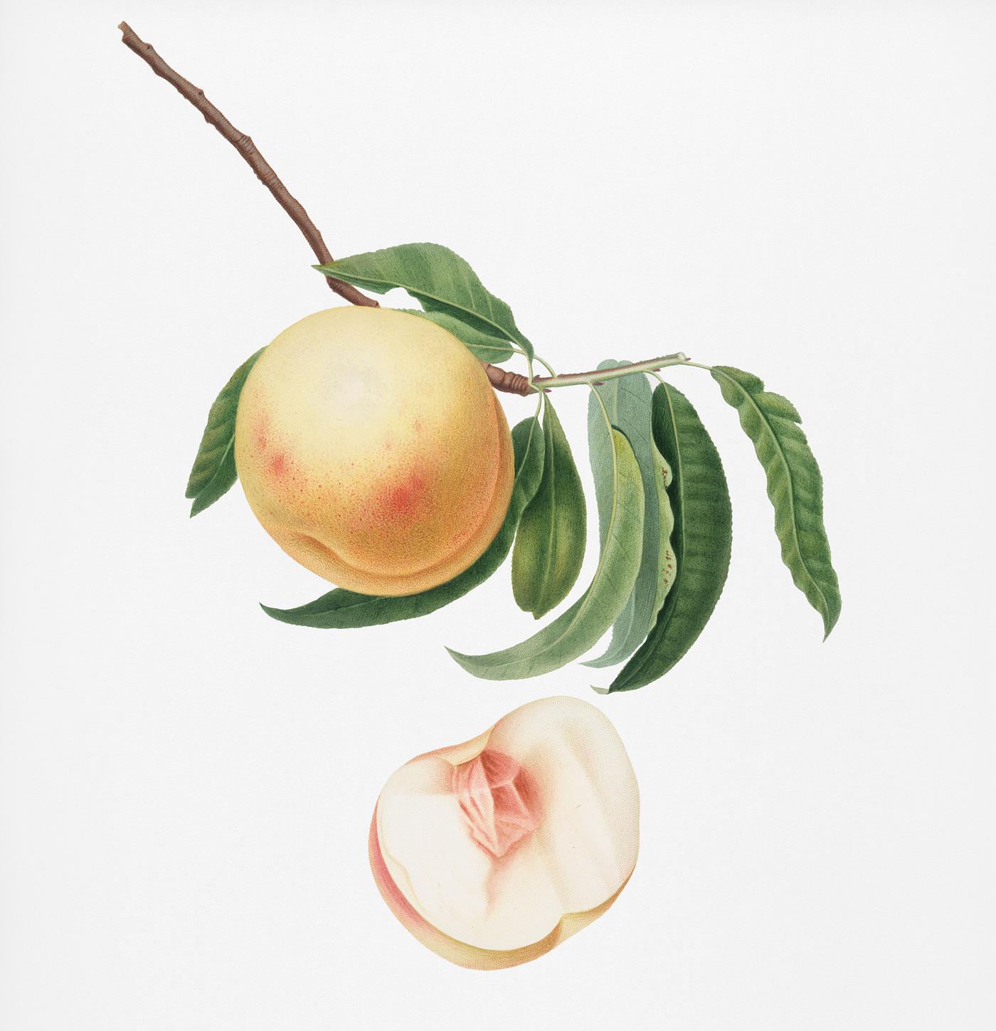 Duracina peach (Persivca Iulodermis) from Pomona Italiana (1817 - 1839) by Giorgio Gallesio (1772-1839). Original from New... Duracina peach (Persivca Iulodermis) from Pomona Italiana (1817 - 1839) by Giorgio Gallesio (1772-1839). Original from New...
