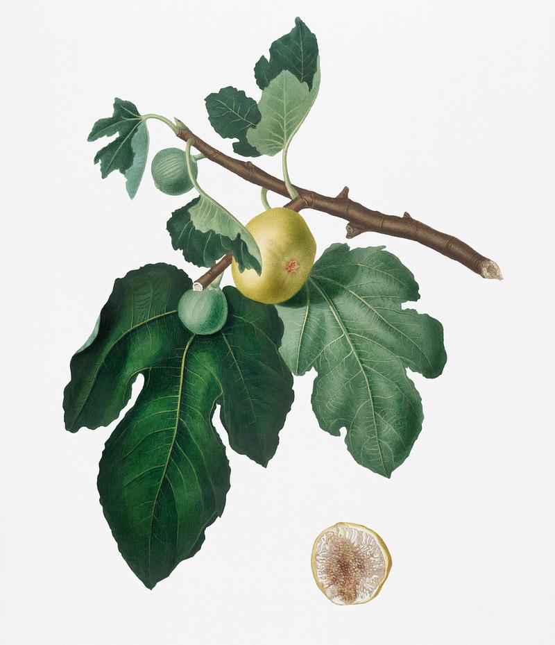 Fig (Ficus carica) from Pomona Italiana (1817 - 1839) by Giorgio Gallesio (1772-1839). Original from New York public library. Digitally enhanced by rawpixel. Fig (Ficus carica) from Pomona Italiana (1817 - 1839) by Giorgio Gallesio (1772-1839). Original from New York public library.…
