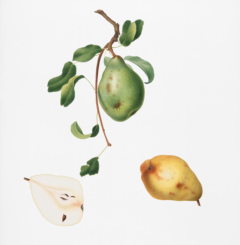 Pear (Pyrus spadonnia) from Pomona Italiana (1817 - 1839) by Giorgio Gallesio (1772-1839). Original from New York public library. Digitally enhanced by rawpixel. Pear (Pyrus spadonnia) from Pomona Italiana (1817 - 1839) by Giorgio Gallesio (1772-1839). Original from New York public…