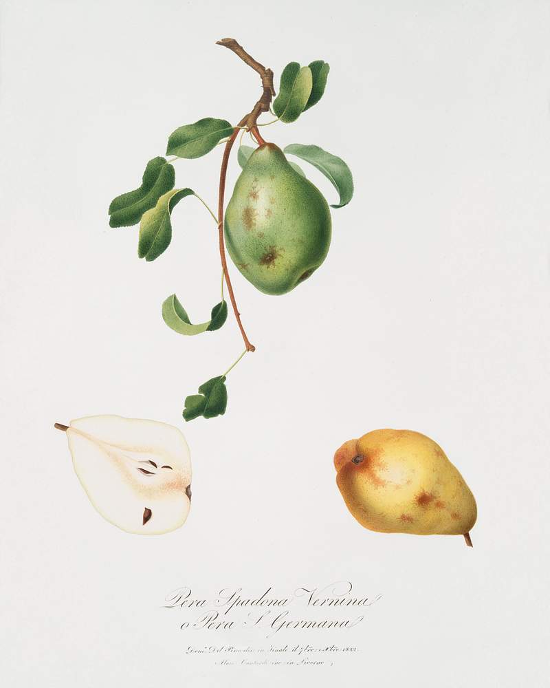 Pear (Pyrus spadonnia) from Pomona Italiana (1817 - 1839) by Giorgio Gallesio (1772-1839). Original from The New York Public Library. Digitally enhanced by rawpixel. Pear (Pyrus spadonnia) from Pomona Italiana (1817 - 1839) by Giorgio Gallesio (1772-1839). Original from The New York Public…