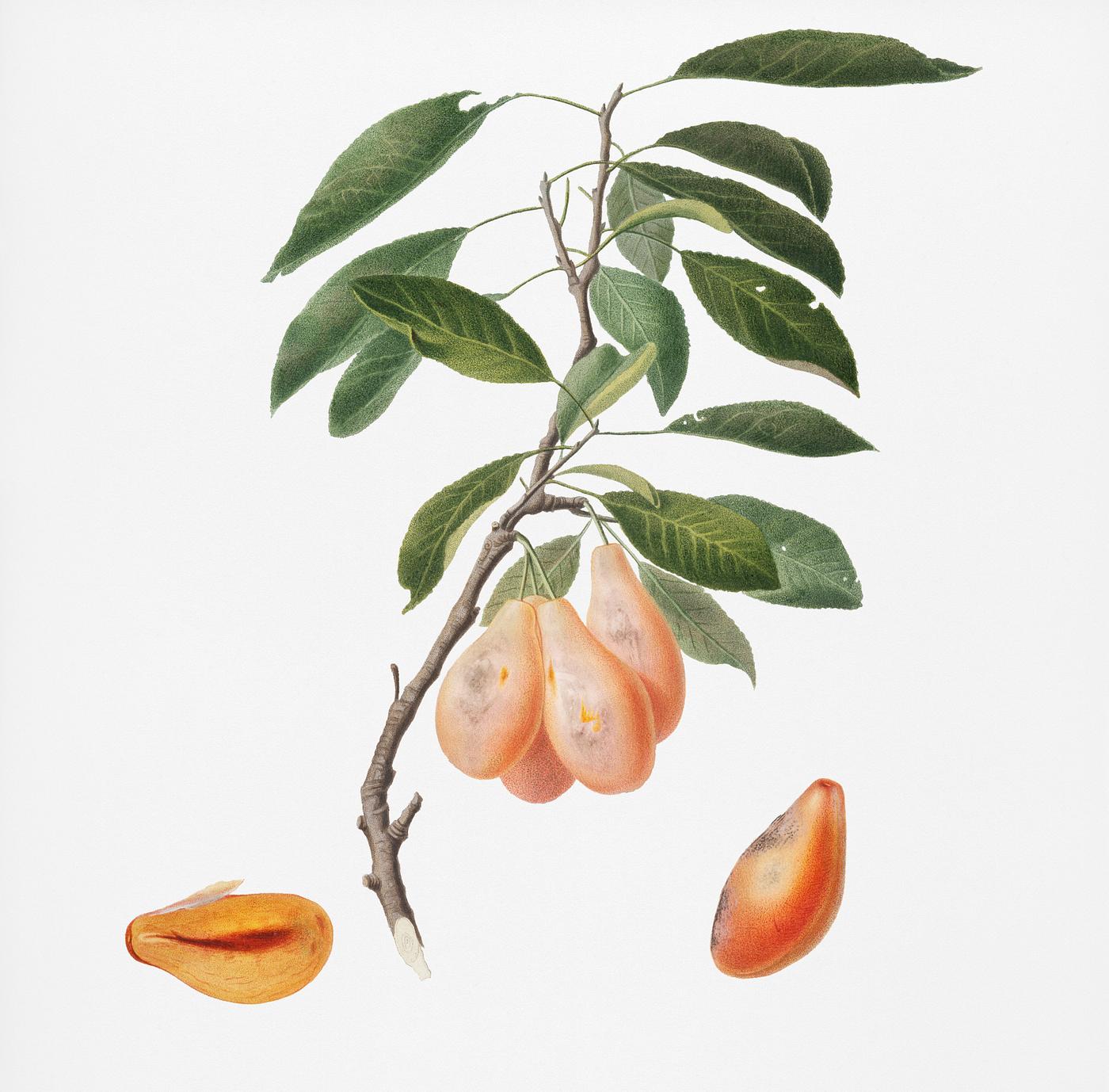 Plum (Prunus ligustica) from Pomona Italiana (1817 - 1839) by Giorgio Gallesio (1772-1839). Original from New York public... Plum (Prunus ligustica) from Pomona Italiana (1817 - 1839) by Giorgio Gallesio (1772-1839). Original from New York public...