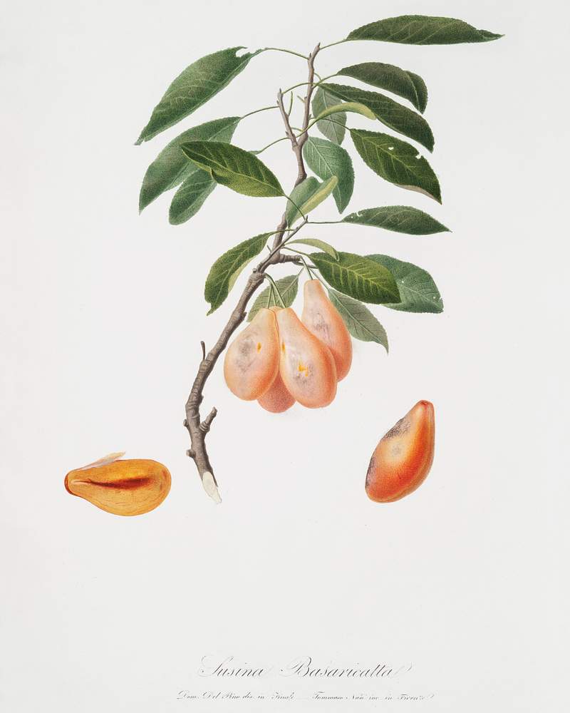 Plum (Prunus ligustica) from Pomona Italiana (1817 - 1839) by Giorgio Gallesio (1772-1839). Original from The New York Public Library. Digitally enhanced by rawpixel. Plum (Prunus ligustica) from Pomona Italiana (1817 - 1839) by Giorgio Gallesio (1772-1839). Original from The New York Public…