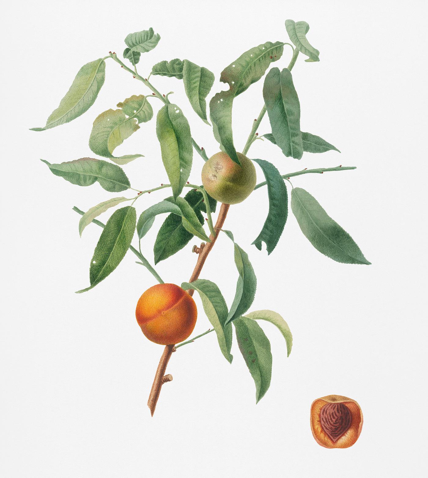 Peach (Amygdalus persica iulodermis) from Pomona Italiana (1817 - 1839) by Giorgio Gallesio (1772-1839). Original from New... Peach (Amygdalus persica iulodermis) from Pomona Italiana (1817 - 1839) by Giorgio Gallesio (1772-1839). Original from New...