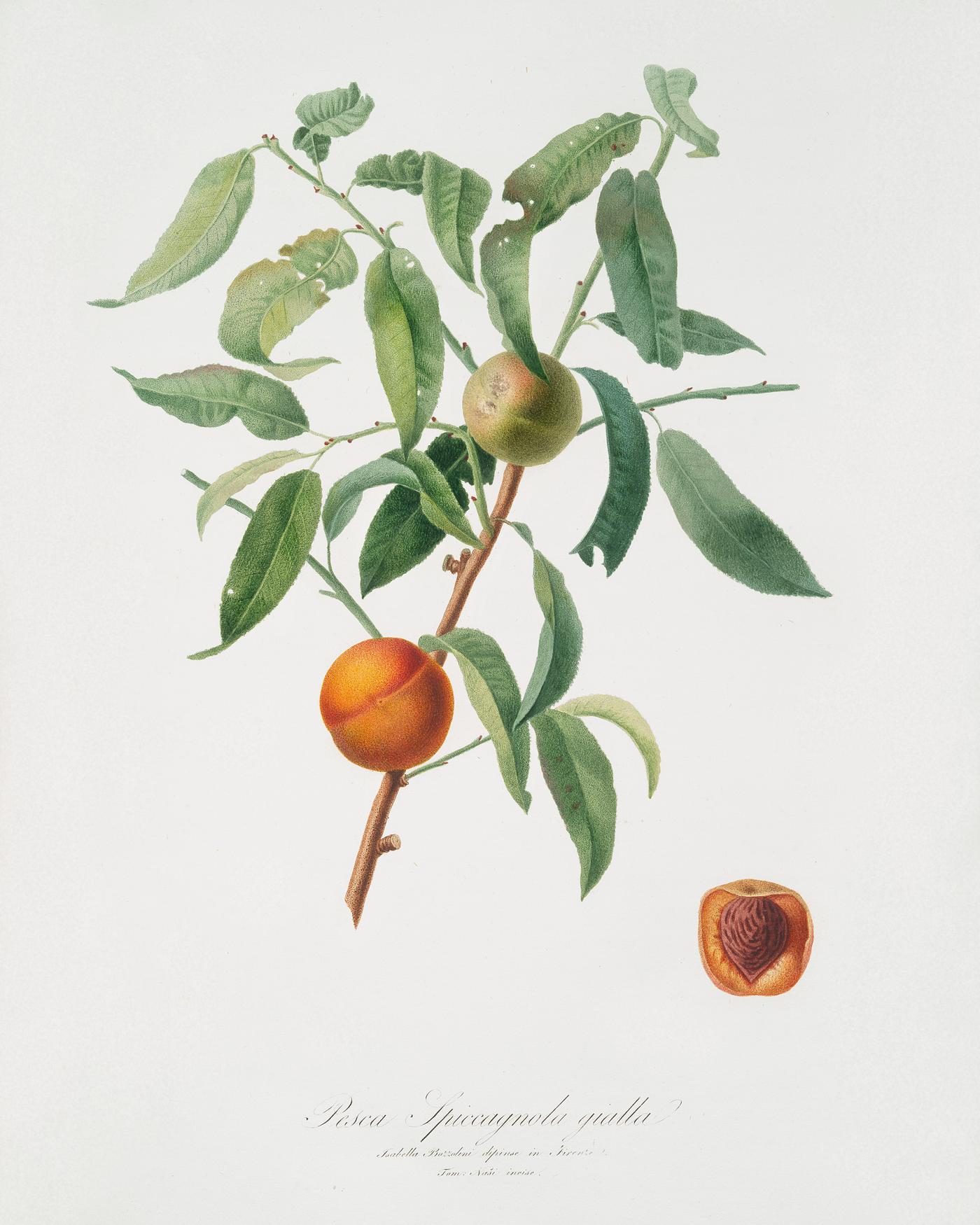 Peach (Amygdalus persica iulodermis) from Pomona Italiana (1817 - 1839) by Giorgio Gallesio (1772-1839). Original from The... Peach (Amygdalus persica iulodermis) from Pomona Italiana (1817 - 1839) by Giorgio Gallesio (1772-1839). Original from The...