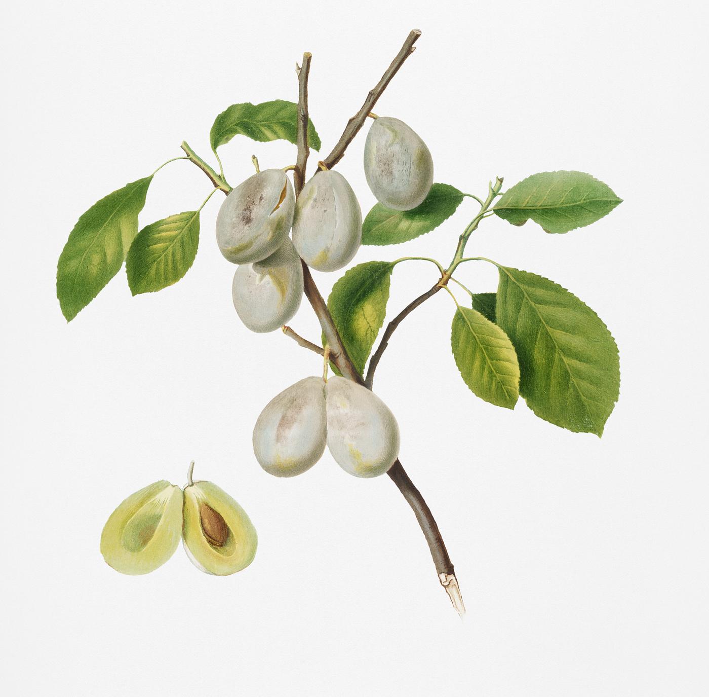 Plum (Prunus verdacchia) from Pomona Italiana (1817 - 1839) by Giorgio Gallesio (1772-1839). Original from New York public... Plum (Prunus verdacchia) from Pomona Italiana (1817 - 1839) by Giorgio Gallesio (1772-1839). Original from New York public...
