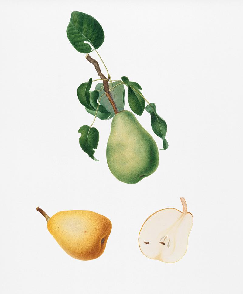 Winter citron (Pyrus virgolata) from Pomona Italiana (1817 - 1839) by Giorgio Gallesio (1772-1839). Original from New York public library. Digitally enhanced by rawpixel. Winter citron (Pyrus virgolata) from Pomona Italiana (1817 - 1839) by Giorgio Gallesio (1772-1839). Original from New York…