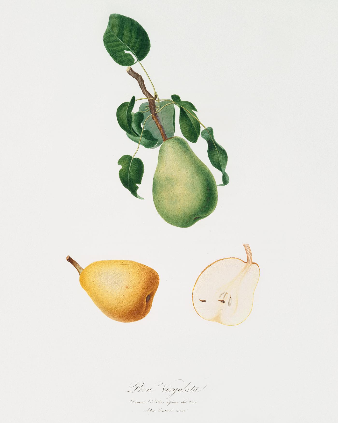 Winter citron (Pyrus virgolata) from Pomona Italiana (1817 - 1839) by Giorgio Gallesio (1772-1839). Original from The New... Winter citron (Pyrus virgolata) from Pomona Italiana (1817 - 1839) by Giorgio Gallesio (1772-1839). Original from The New...
