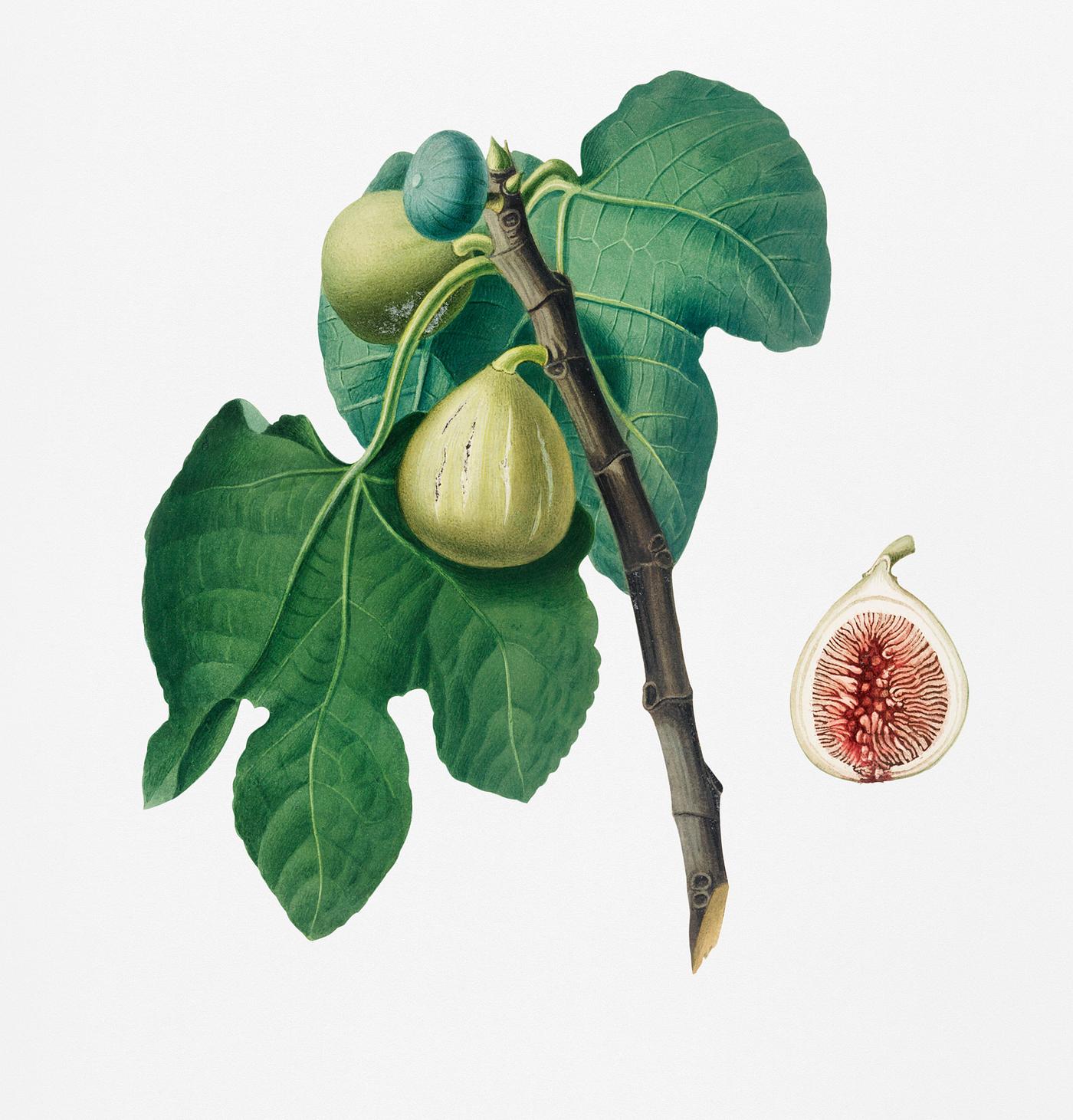 Fig (Fico Troiano) from Pomona Italiana (1817 - 1839) by Giorgio Gallesio (1772-1839). Original from New York public library... Fig (Fico Troiano) from Pomona Italiana (1817 - 1839) by Giorgio Gallesio (1772-1839). Original from New York public library...