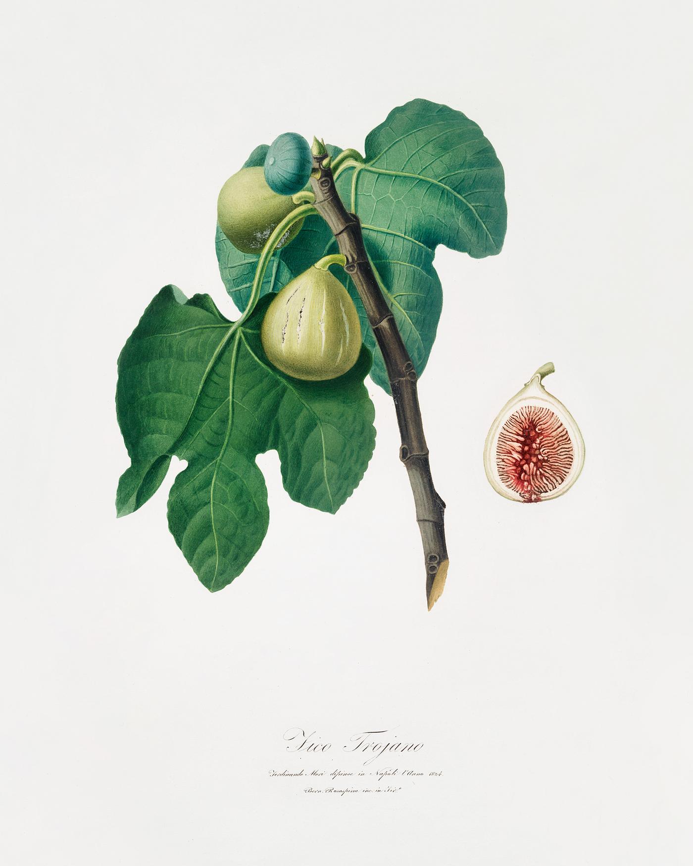 Fig (Fico Troiano) from Pomona Italiana (1817 - 1839) by Giorgio Gallesio (1772-1839). Original from The New York Public... Fig (Fico Troiano) from Pomona Italiana (1817 - 1839) by Giorgio Gallesio (1772-1839). Original from The New York Public...