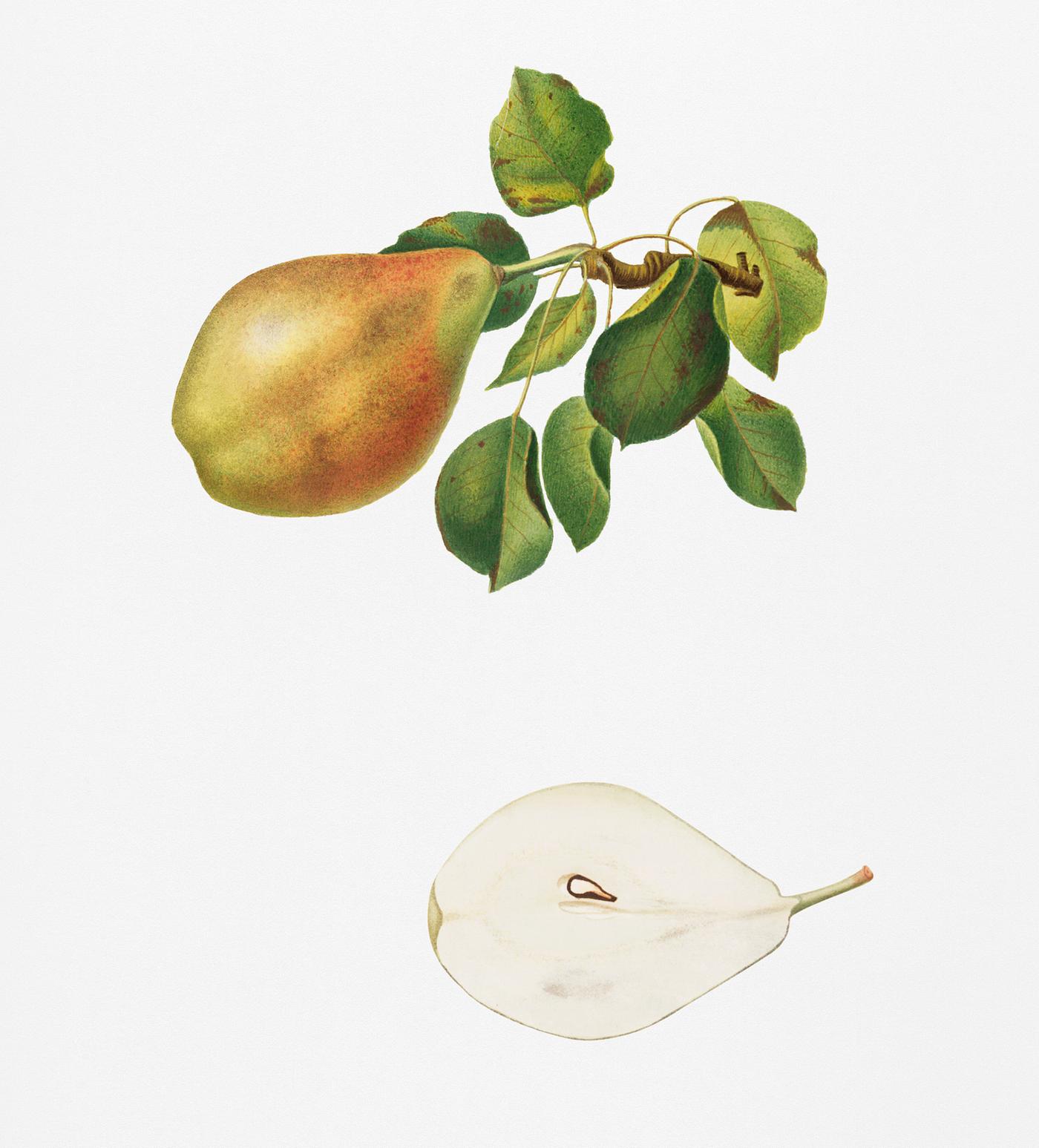 Pear (Pyrus Spaddonia) from Pomona Italiana (1817 - 1839) by Giorgio Gallesio (1772-1839). Original from New York public... Pear (Pyrus Spaddonia) from Pomona Italiana (1817 - 1839) by Giorgio Gallesio (1772-1839). Original from New York public...