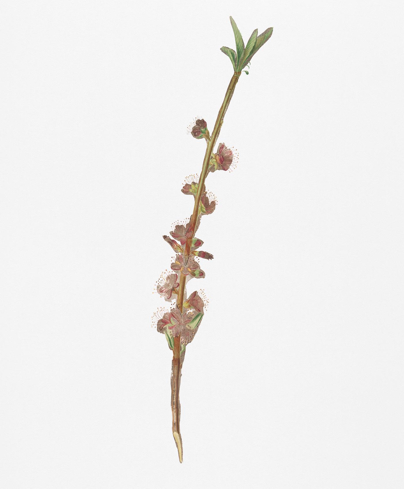 Peach flower (Prunus persica) from Pomona Italiana (1817 - 1839) by Giorgio Gallesio (1772-1839). Original from New York... Peach flower (Prunus persica) from Pomona Italiana (1817 - 1839) by Giorgio Gallesio (1772-1839). Original from New York...