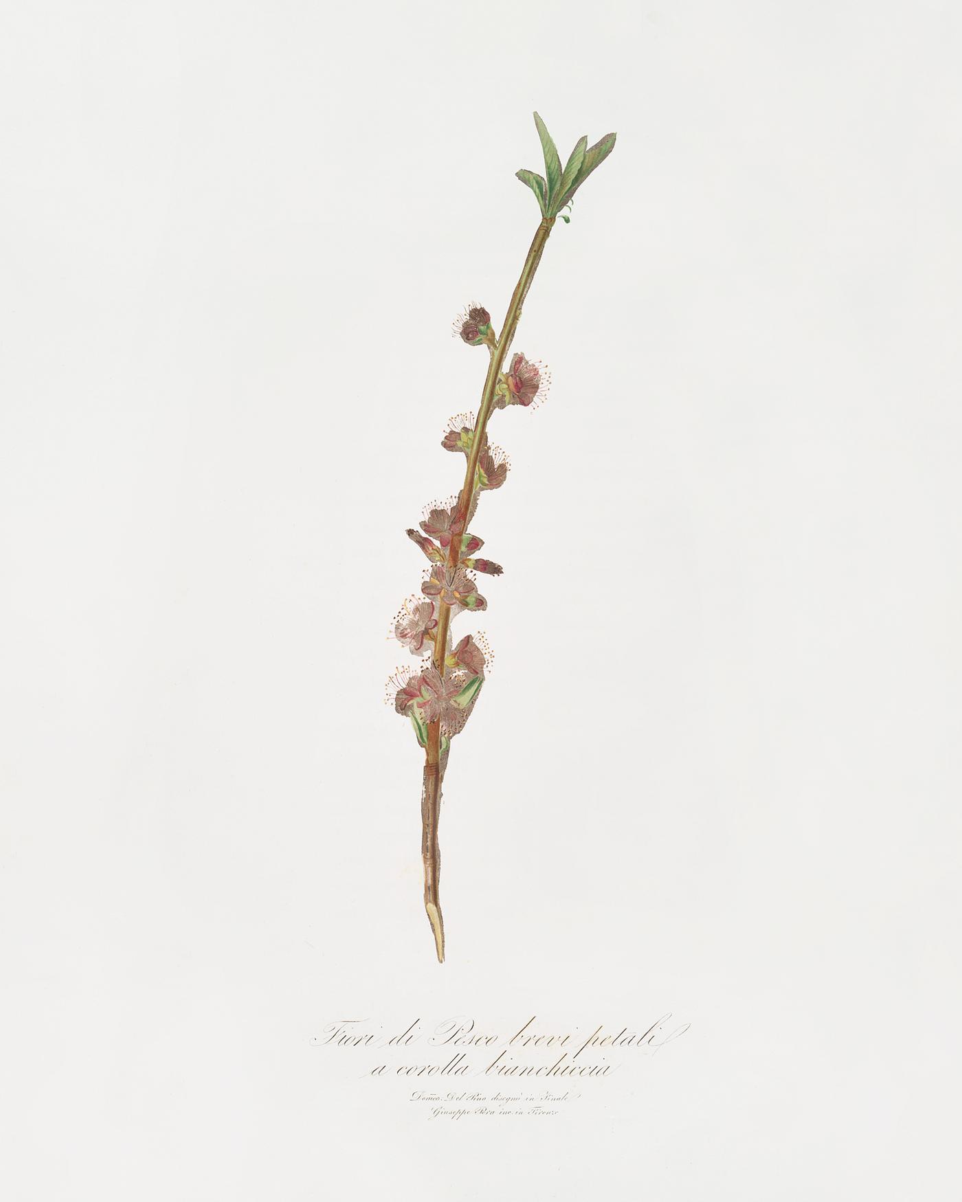 Peach flower (Prunus persica) from Pomona Italiana (1817 - 1839) by Giorgio Gallesio (1772-1839). Original from The New York... Peach flower (Prunus persica) from Pomona Italiana (1817 - 1839) by Giorgio Gallesio (1772-1839). Original from The New York...