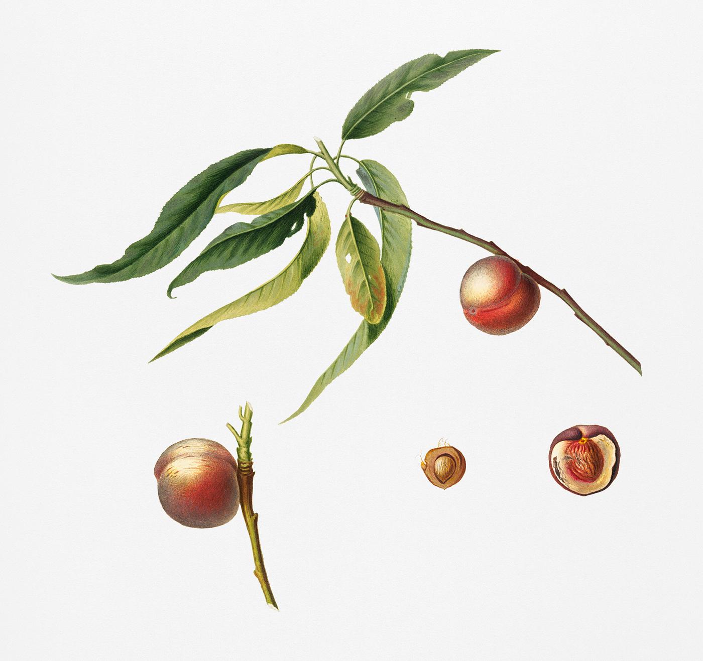 Peach (Prunus persica) from Pomona Italiana (1817 - 1839) by Giorgio Gallesio (1772-1839). Original from New York public... Peach (Prunus persica) from Pomona Italiana (1817 - 1839) by Giorgio Gallesio (1772-1839). Original from New York public...