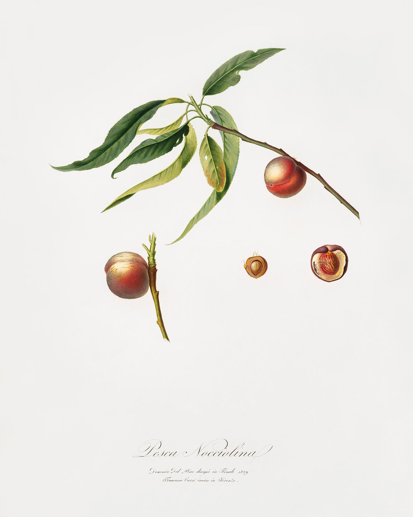Peach (Prunus persica) from Pomona Italiana (1817 - 1839) by Giorgio Gallesio (1772-1839). Original from The New York Public... Peach (Prunus persica) from Pomona Italiana (1817 - 1839) by Giorgio Gallesio (1772-1839). Original from The New York Public...