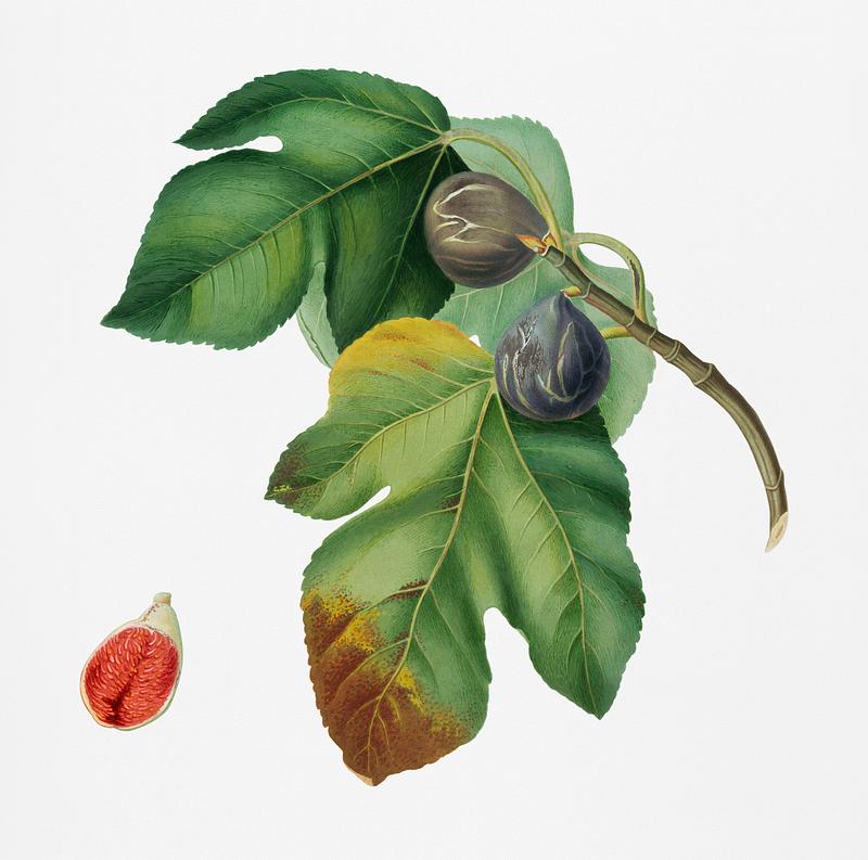 Fig (Ficus carica sativa) from Pomona Italiana (1817 - 1839) by Giorgio Gallesio (1772-1839). Original from New York public library. Digitally enhanced by rawpixel. Fig (Ficus carica sativa) from Pomona Italiana (1817 - 1839) by Giorgio Gallesio (1772-1839). Original from New York public…