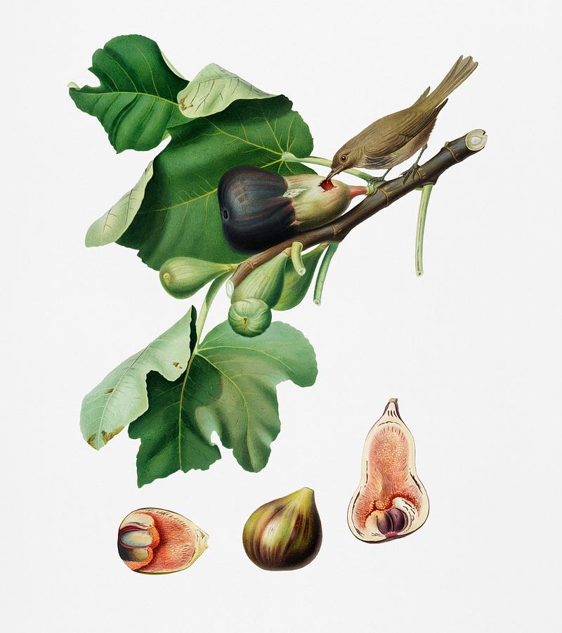 Fig (Ficus carica sativa) from Pomona Italiana (1817 - 1839) by Giorgio Gallesio (1772-1839). Original from New York public library. Digitally enhanced by rawpixel. Fig (Ficus carica sativa) from Pomona Italiana (1817 - 1839) by Giorgio Gallesio (1772-1839). Original from New York public…