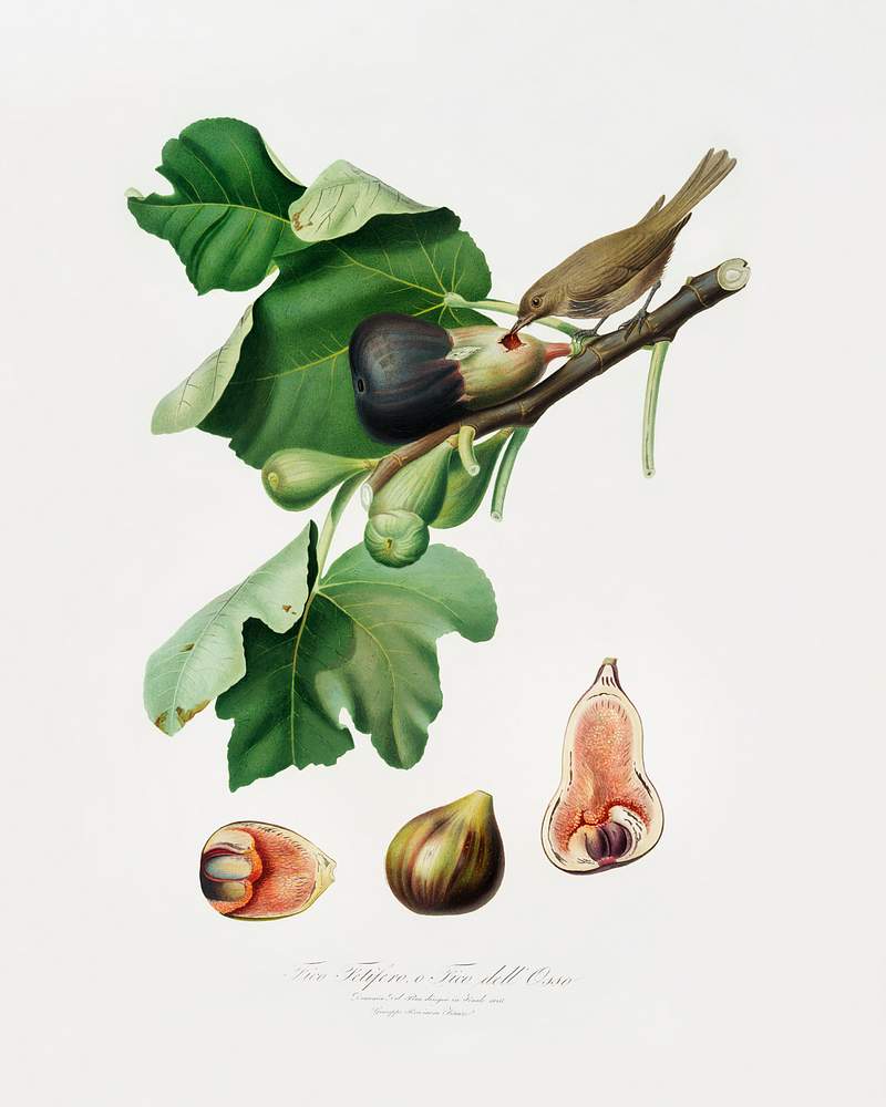 Fig (Ficus carica sativa) from Pomona Italiana (1817 - 1839) by Giorgio Gallesio (1772-1839). Original from The New York Public Library. Digitally enhanced by rawpixel. Fig (Ficus carica sativa) from Pomona Italiana (1817 - 1839) by Giorgio Gallesio (1772-1839). Original from The New York…