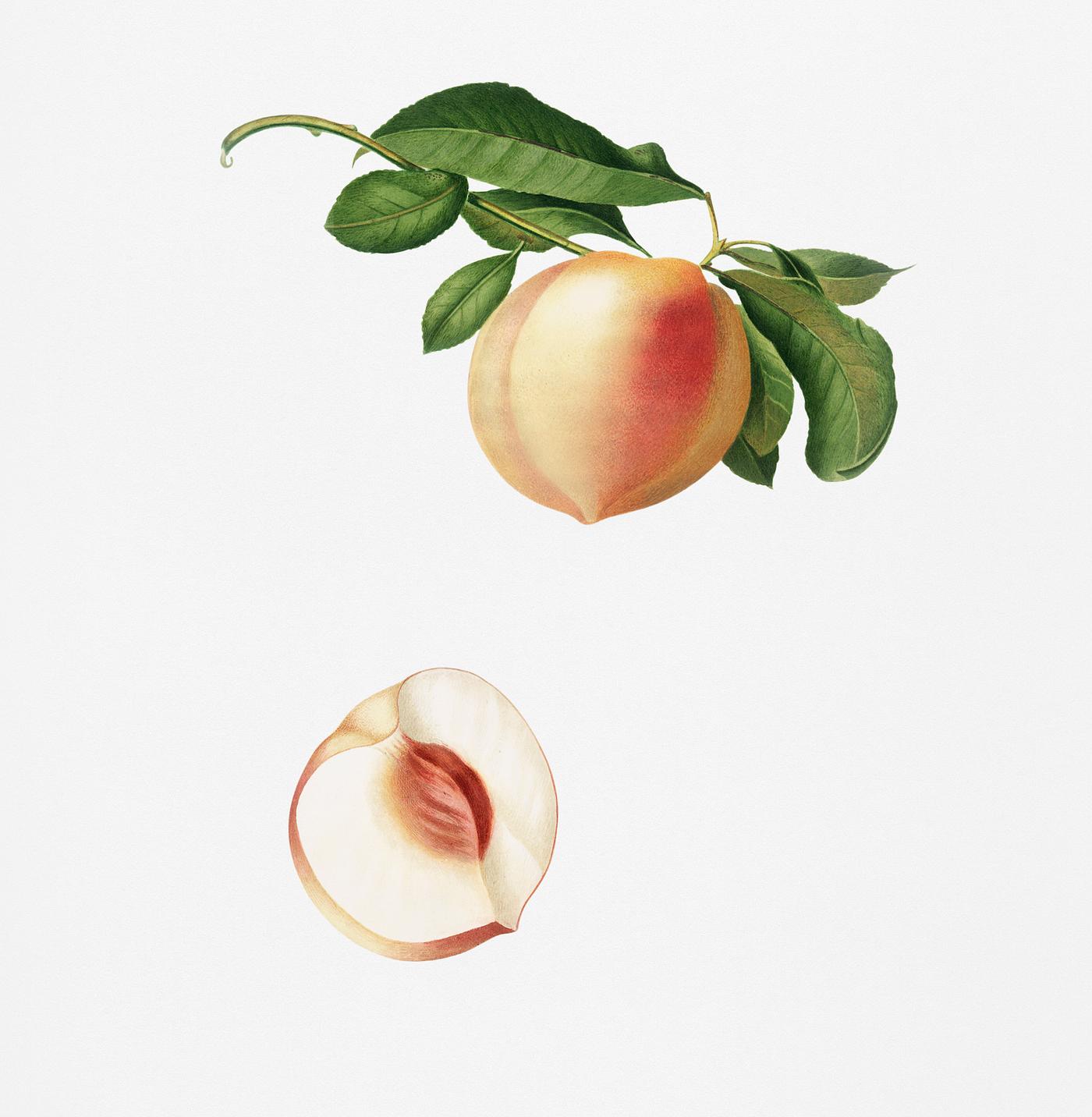 Peach (Persica julodermis) from Pomona Italiana (1817 - 1839) by Giorgio Gallesio (1772-1839). Original from New York public... Peach (Persica julodermis) from Pomona Italiana (1817 - 1839) by Giorgio Gallesio (1772-1839). Original from New York public...
