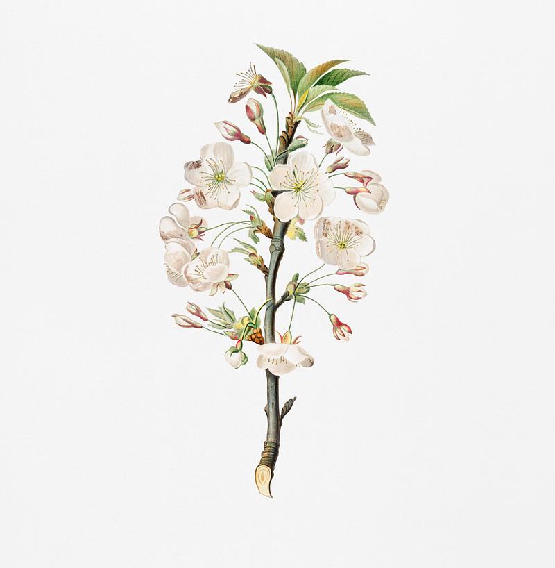 Pear tree flowers (Pyrus calleryana) from Pomona Italiana (1817 - 1839) by Giorgio Gallesio (1772-1839). Original from New York public library. Digitally enhanced by rawpixel. Pear tree flowers (Pyrus calleryana) from Pomona Italiana (1817 - 1839) by Giorgio Gallesio (1772-1839). Original from New…