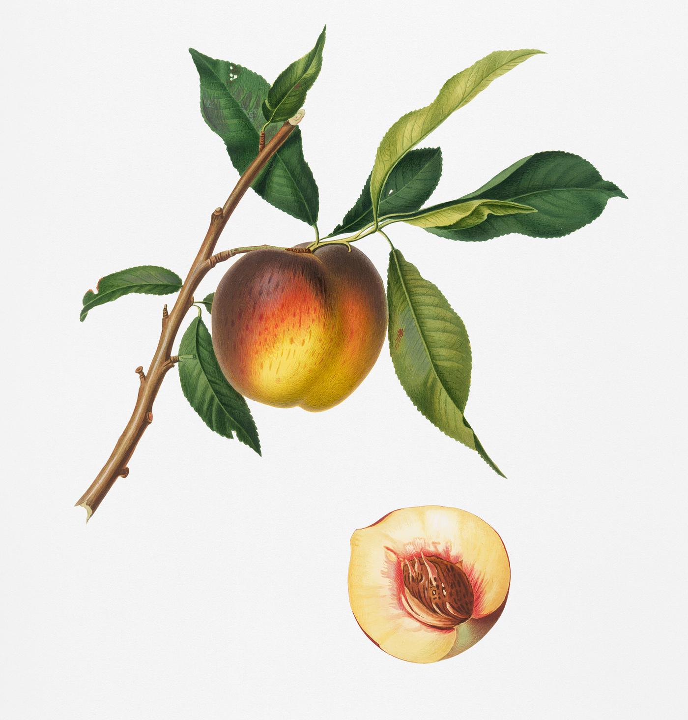Peach (Prunus persica) from Pomona Italiana (1817 - 1839) by Giorgio Gallesio (1772-1839). Original from New York public... Peach (Prunus persica) from Pomona Italiana (1817 - 1839) by Giorgio Gallesio (1772-1839). Original from New York public...