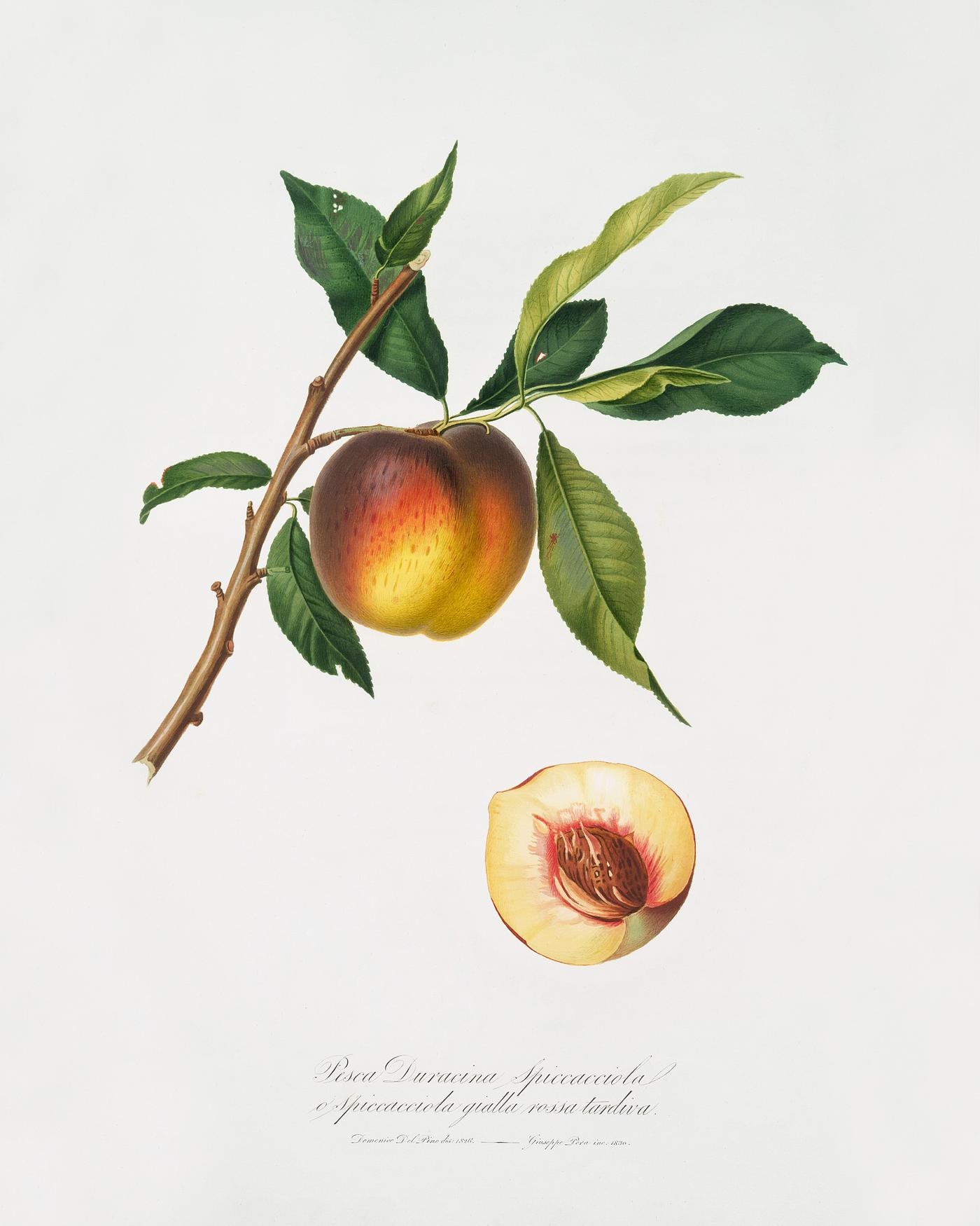 Peach (Prunus persica) from Pomona Italiana (1817 - 1839) by Giorgio Gallesio (1772-1839). Original from The New York Public... Peach (Prunus persica) from Pomona Italiana (1817 - 1839) by Giorgio Gallesio (1772-1839). Original from The New York Public...