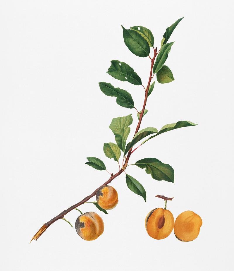 Apricot (Prunus Sanctae Catherinae) from Pomona Italiana (1817 - 1839) by Giorgio Gallesio (1772-1839). Original from New York public library. Digitally enhanced by rawpixel. Apricot (Prunus Sanctae Catherinae) from Pomona Italiana (1817 - 1839) by Giorgio Gallesio (1772-1839). Original from New…
