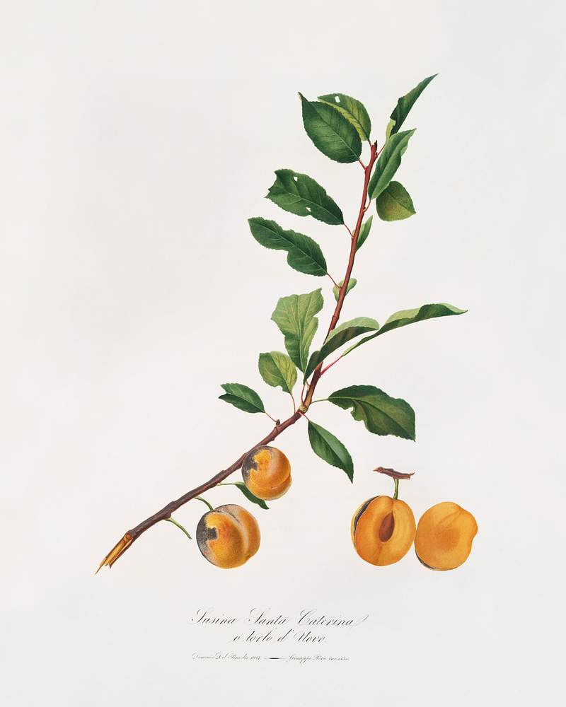 Apricot (Prunus Sanctae Catherinae) from Pomona Italiana (1817 - 1839) by Giorgio Gallesio (1772-1839). Original from The New York Public Library. Digitally enhanced by rawpixel. Apricot (Prunus Sanctae Catherinae) from Pomona Italiana (1817 - 1839) by Giorgio Gallesio (1772-1839). Original from The New…