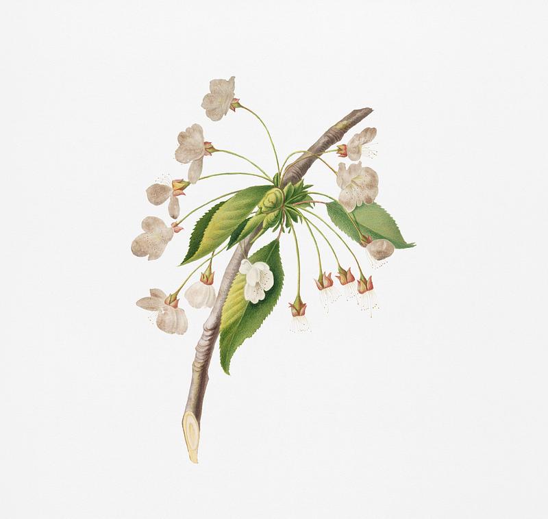 Cherry plum flower (Mirabolano) from Pomona Italiana (1817 - 1839) by Giorgio Gallesio (1772-1839). Original from New York public library. Digitally enhanced by rawpixel. Cherry plum flower (Mirabolano) from Pomona Italiana (1817 - 1839) by Giorgio Gallesio (1772-1839). Original from New York…