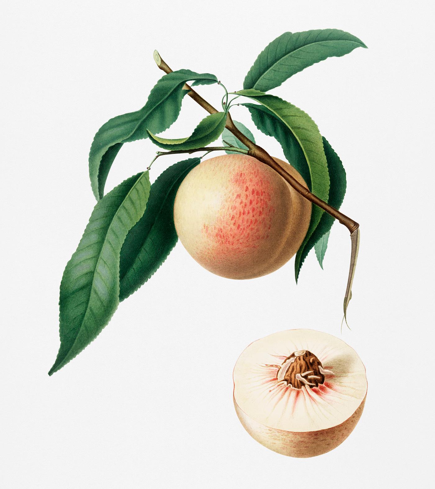 Peach (Persica julodermis) from Pomona Italiana (1817 - 1839) by Giorgio Gallesio (1772-1839). Original from New York public... Peach (Persica julodermis) from Pomona Italiana (1817 - 1839) by Giorgio Gallesio (1772-1839). Original from New York public...
