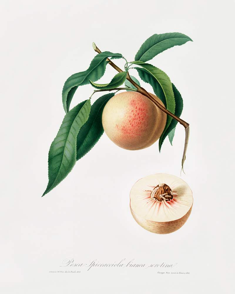 Peach (Persica julodermis) from Pomona Italiana (1817 - 1839) by Giorgio Gallesio (1772-1839). Original from The New York Public Library. Digitally enhanced by rawpixel. Peach (Persica julodermis) from Pomona Italiana (1817 - 1839) by Giorgio Gallesio (1772-1839). Original from The New York…