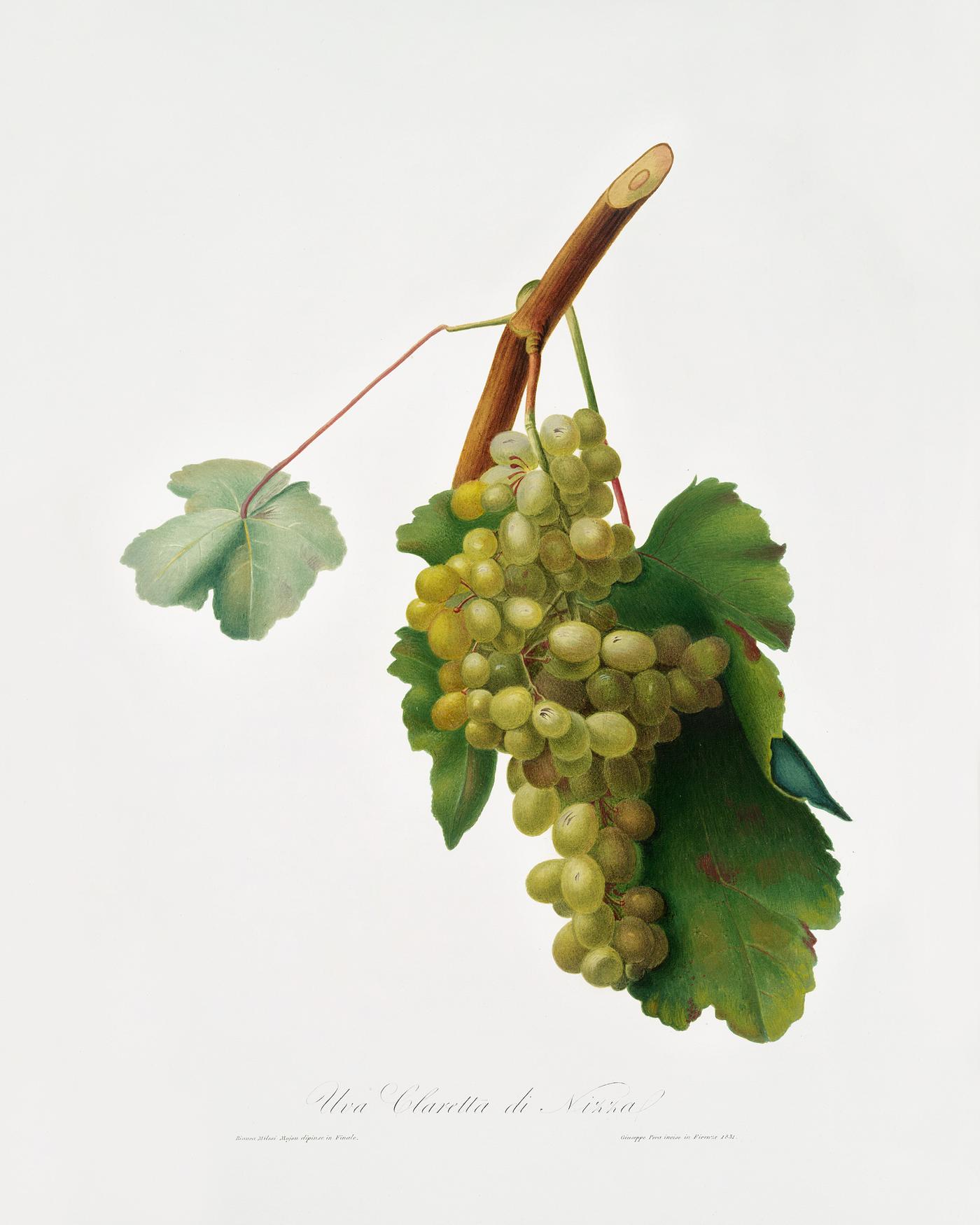 Grape vine (Vitis vinifera Niciensis) from Pomona Italiana (1817 - 1839) by Giorgio Gallesio (1772-1839). Original from The... Grape vine (Vitis vinifera Niciensis) from Pomona Italiana (1817 - 1839) by Giorgio Gallesio (1772-1839). Original from The...