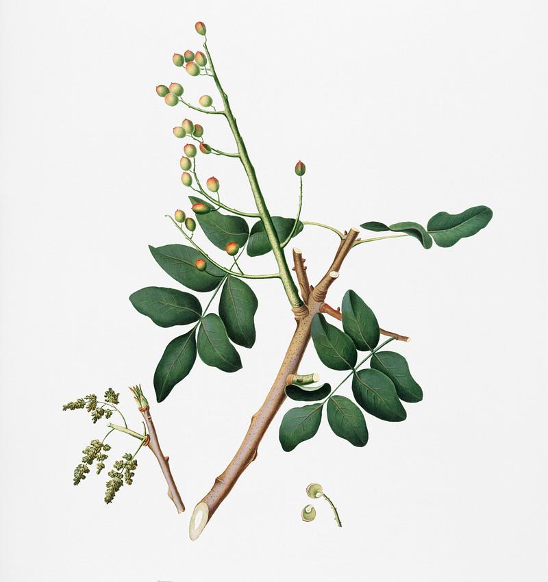 Pistachio (Pistacia vera) from Pomona Italiana (1817 - 1839) by Giorgio Gallesio (1772-1839). Original from New York public library. Digitally enhanced by rawpixel. Pistachio (Pistacia vera) from Pomona Italiana (1817 - 1839) by Giorgio Gallesio (1772-1839). Original from New York public…