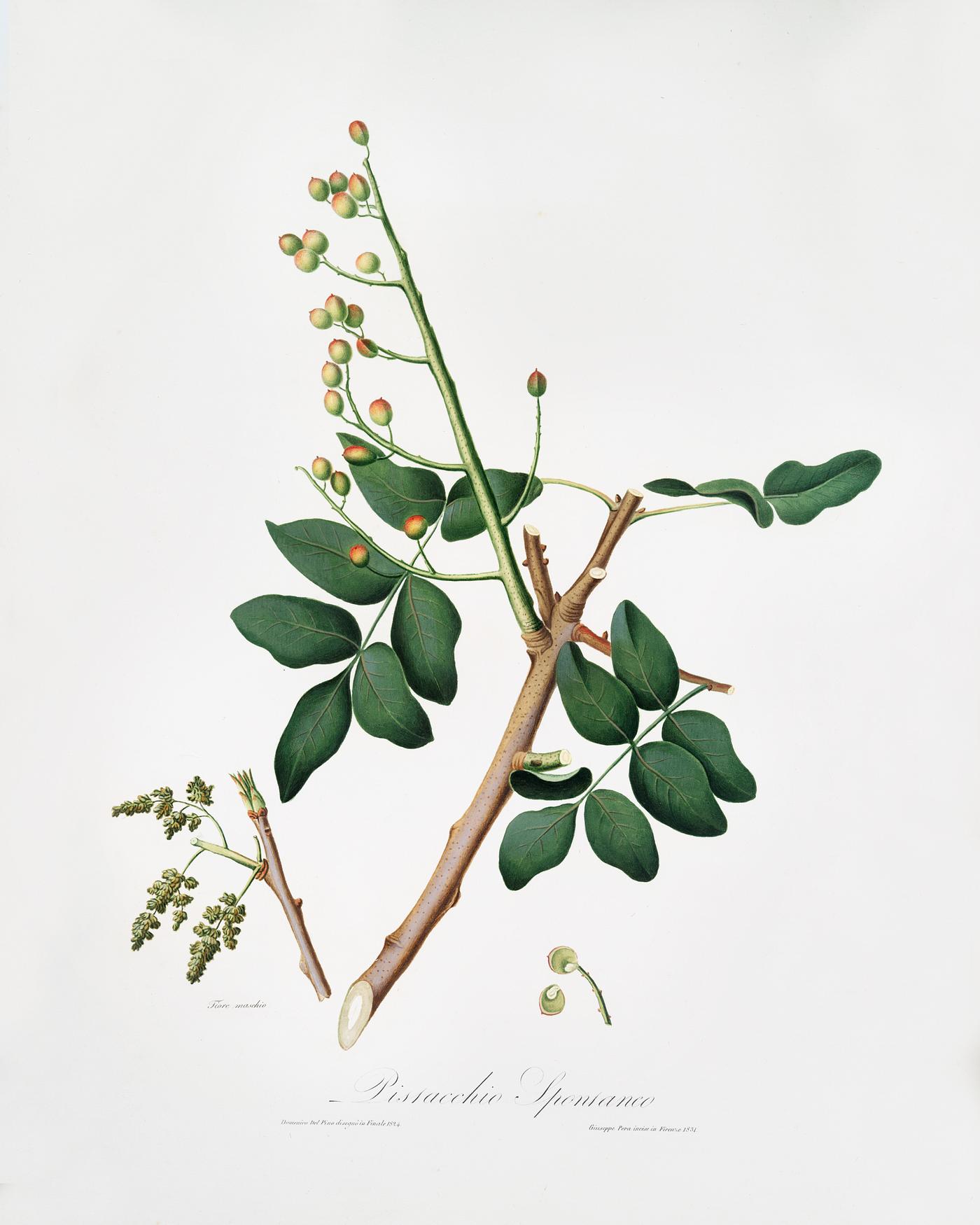 Pistachio (Pistacia vera) from Pomona Italiana (1817 - 1839) by Giorgio Gallesio (1772-1839). Original from The New York... Pistachio (Pistacia vera) from Pomona Italiana (1817 - 1839) by Giorgio Gallesio (1772-1839). Original from The New York...