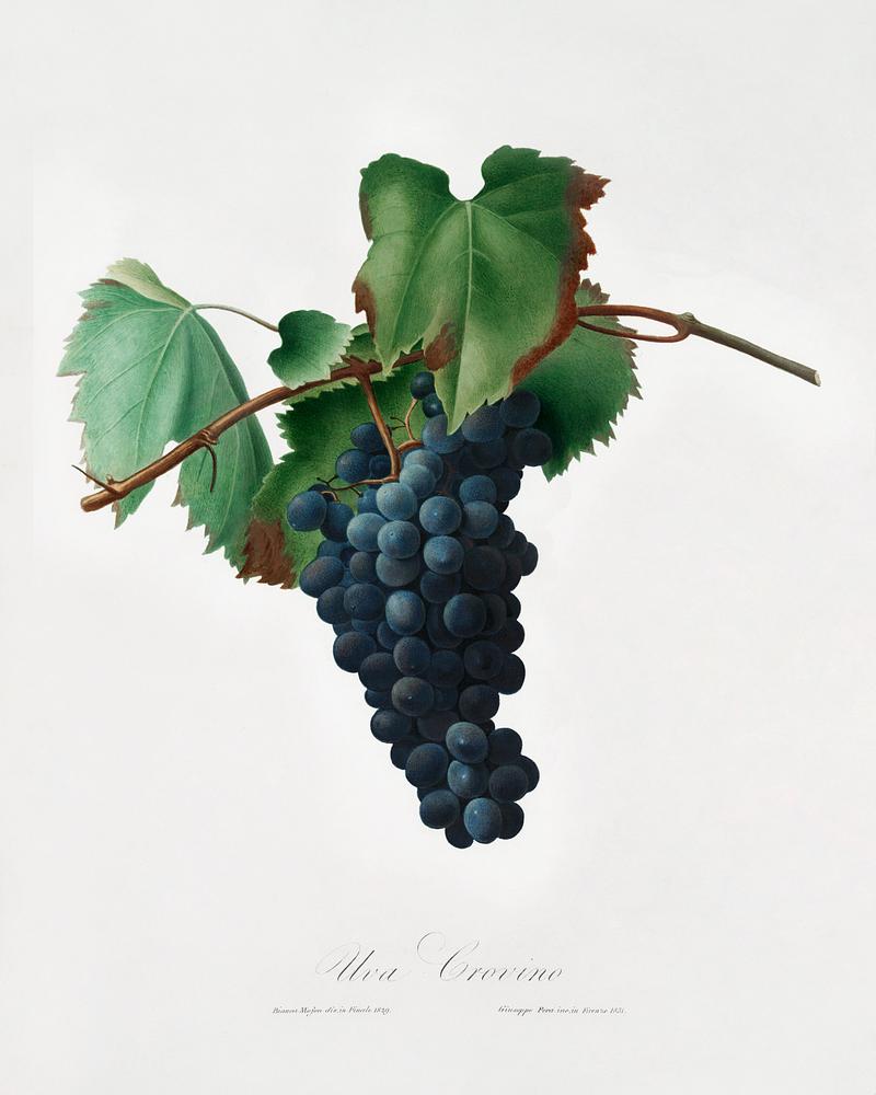 Grape vine (Vitis vinifera Niciensis) from Pomona Italiana (1817 - 1839) by Giorgio Gallesio (1772-1839). Original from The New York Public Library. Digitally enhanced by rawpixel. Grape vine (Vitis vinifera Niciensis) from Pomona Italiana (1817 - 1839) by Giorgio Gallesio (1772-1839). Original from The…