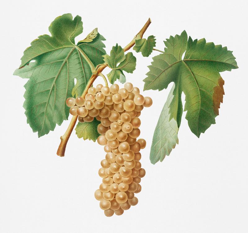 Trebbiano grapes (Vitis vinifera Trebulana Florentina) from Pomona Italiana (1817 - 1839) by Giorgio Gallesio (1772-1839). Original from New York public library. Digitally enhanced by rawpixel. Trebbiano grapes (Vitis vinifera Trebulana Florentina) from Pomona Italiana (1817 - 1839) by Giorgio Gallesio (1772-1839).…