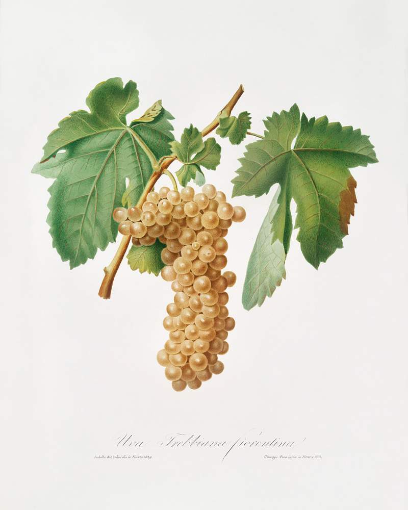 Trebbiano grapes (Vitis vinifera Trebulana Florentina) from Pomona Italiana (1817 - 1839) by Giorgio Gallesio (1772-1839). Original from The New York Public Library. Digitally enhanced by rawpixel. Trebbiano grapes (Vitis vinifera Trebulana Florentina) from Pomona Italiana (1817 - 1839) by Giorgio Gallesio (1772-1839).…