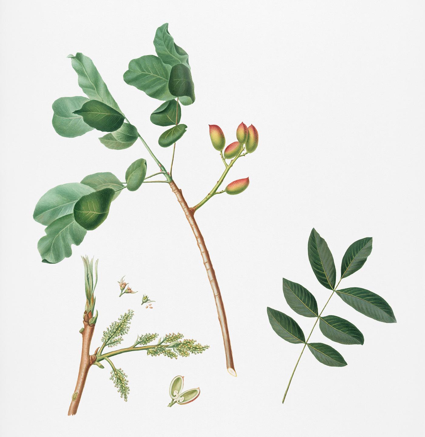 Pistachio (Pistacia vera) from Pomona Italiana (1817 - 1839) by Giorgio Gallesio (1772-1839). Original from New York public... Pistachio (Pistacia vera) from Pomona Italiana (1817 - 1839) by Giorgio Gallesio (1772-1839). Original from New York public...