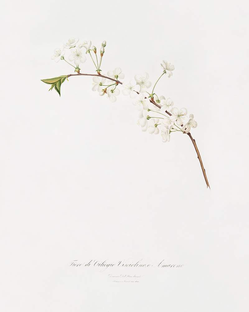 Amarena cherry flower (Prunus cerasus) from Pomona Italiana (1817 - 1839) by Giorgio Gallesio (1772-1839). Original from The New York Public Library. Digitally enhanced by rawpixel. Amarena cherry flower (Prunus cerasus) from Pomona Italiana (1817 - 1839) by Giorgio Gallesio (1772-1839). Original from The…