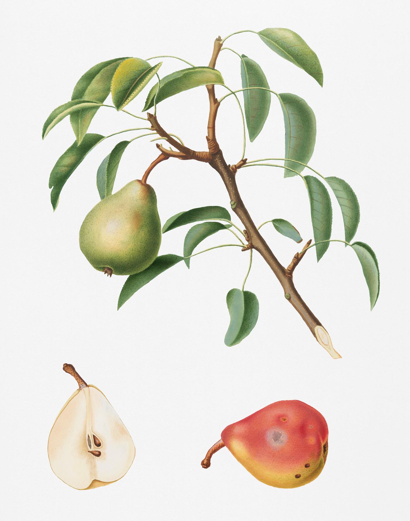 Pear (Pyrus veneta) from Pomona Italiana (1817 - 1839) by Giorgio Gallesio (1772-1839). Original from New York public... Pear (Pyrus veneta) from Pomona Italiana (1817 - 1839) by Giorgio Gallesio (1772-1839). Original from New York public...