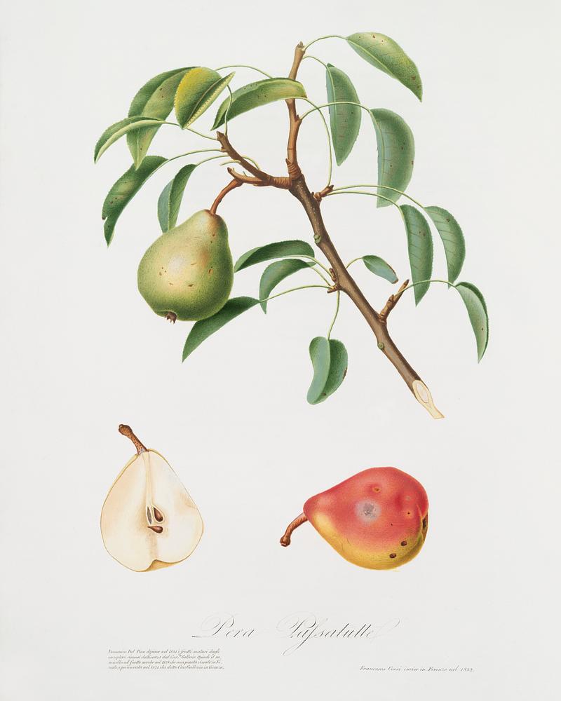 Pear (Pyrus veneta) from Pomona Italiana (1817 - 1839) by Giorgio Gallesio (1772-1839). Original from The New York Public Library. Digitally enhanced by rawpixel. Pear (Pyrus veneta) from Pomona Italiana (1817 - 1839) by Giorgio Gallesio (1772-1839). Original from The New York Public…
