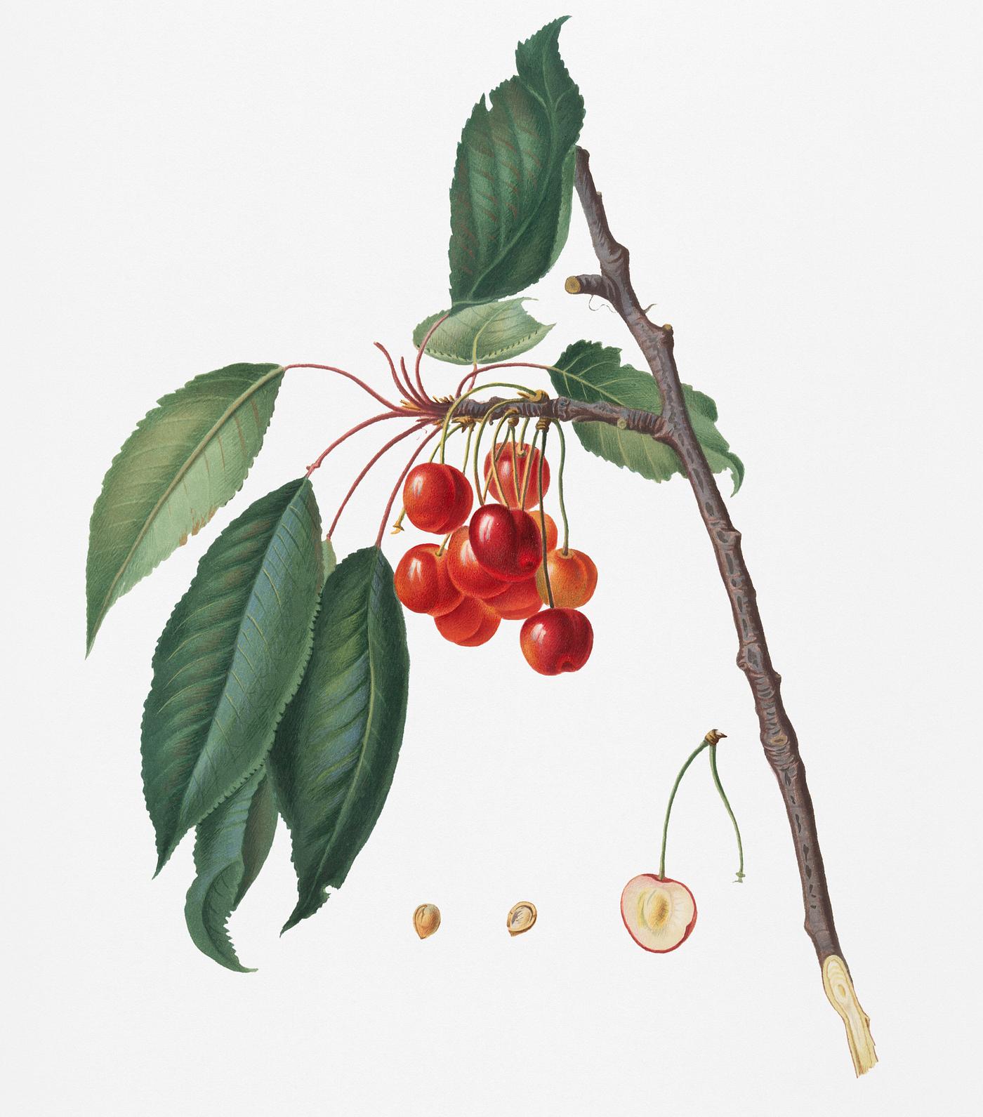 Cherry (Prunus avium) from Pomona Italiana (1817 - 1839) by Giorgio Gallesio (1772-1839). Original from New York public... Cherry (Prunus avium) from Pomona Italiana (1817 - 1839) by Giorgio Gallesio (1772-1839). Original from New York public...
