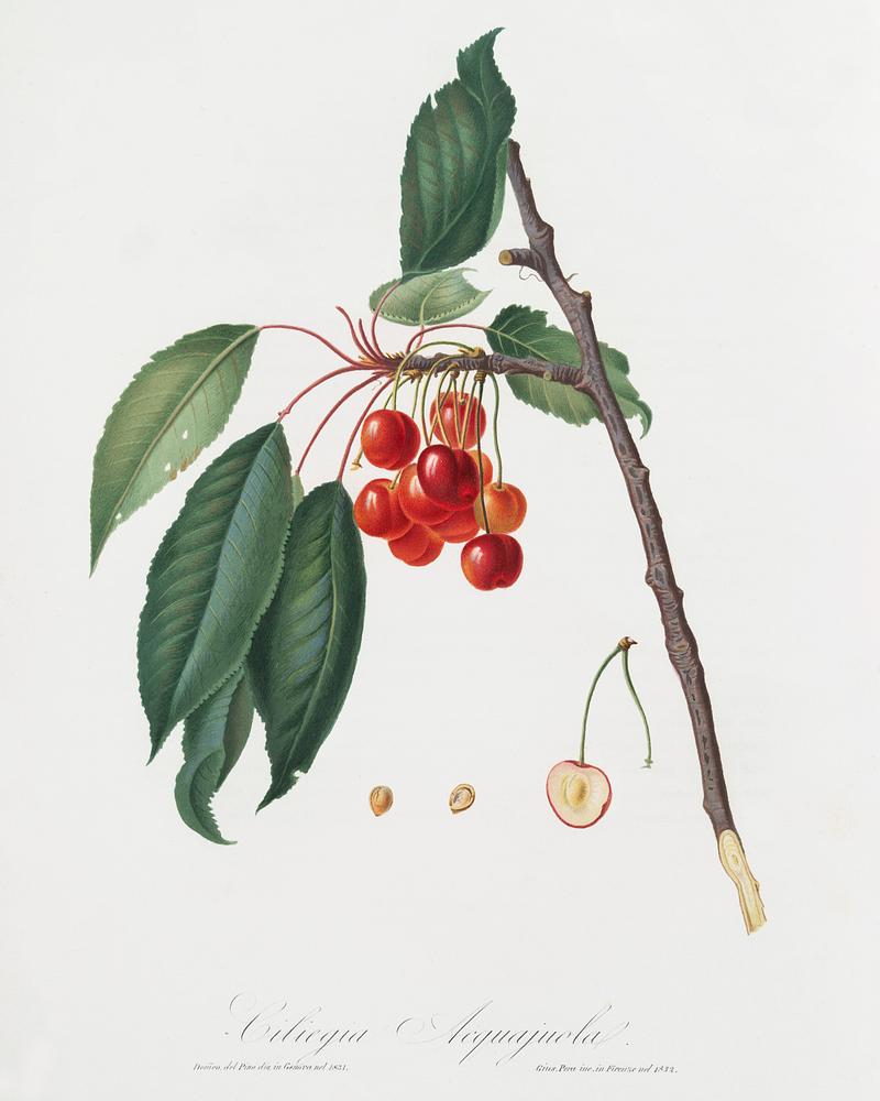 Cherry (Prunus avium) from Pomona Italiana (1817 - 1839) by Giorgio Gallesio (1772-1839). Original from The New York Public Library. Digitally enhanced by rawpixel. Cherry (Prunus avium) from Pomona Italiana (1817 - 1839) by Giorgio Gallesio (1772-1839). Original from The New York Public…