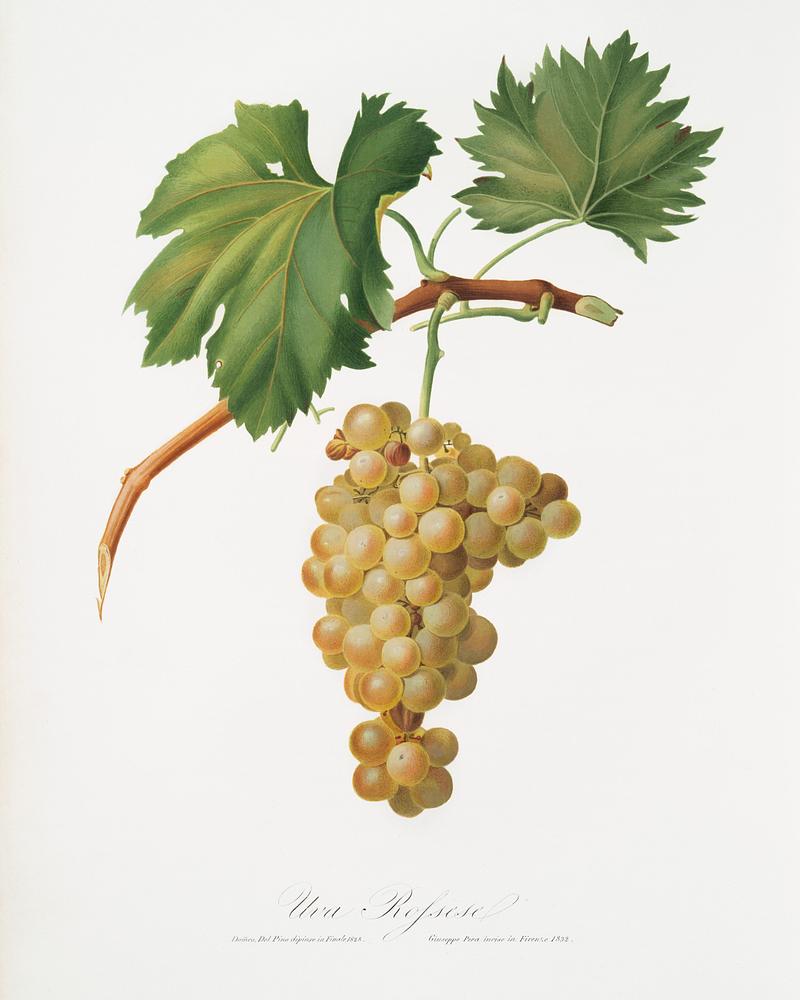 Grape vine (Vitis vinifera Niciensis) from Pomona Italiana (1817 - 1839) by Giorgio Gallesio (1772-1839). Original from The New York Public Library. Digitally enhanced by rawpixel. Grape vine (Vitis vinifera Niciensis) from Pomona Italiana (1817 - 1839) by Giorgio Gallesio (1772-1839). Original from The…