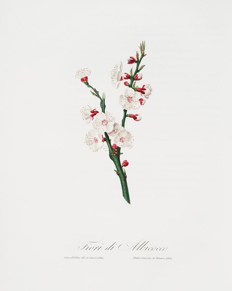 Apricot flower (Prunus armeniaca) from Pomona Italiana (1817 - 1839) by Giorgio Gallesio (1772-1839). Original from The New York Public Library. Digitally enhanced by rawpixel. Apricot flower (Prunus armeniaca) from Pomona Italiana (1817 - 1839) by Giorgio Gallesio (1772-1839). Original from The New…