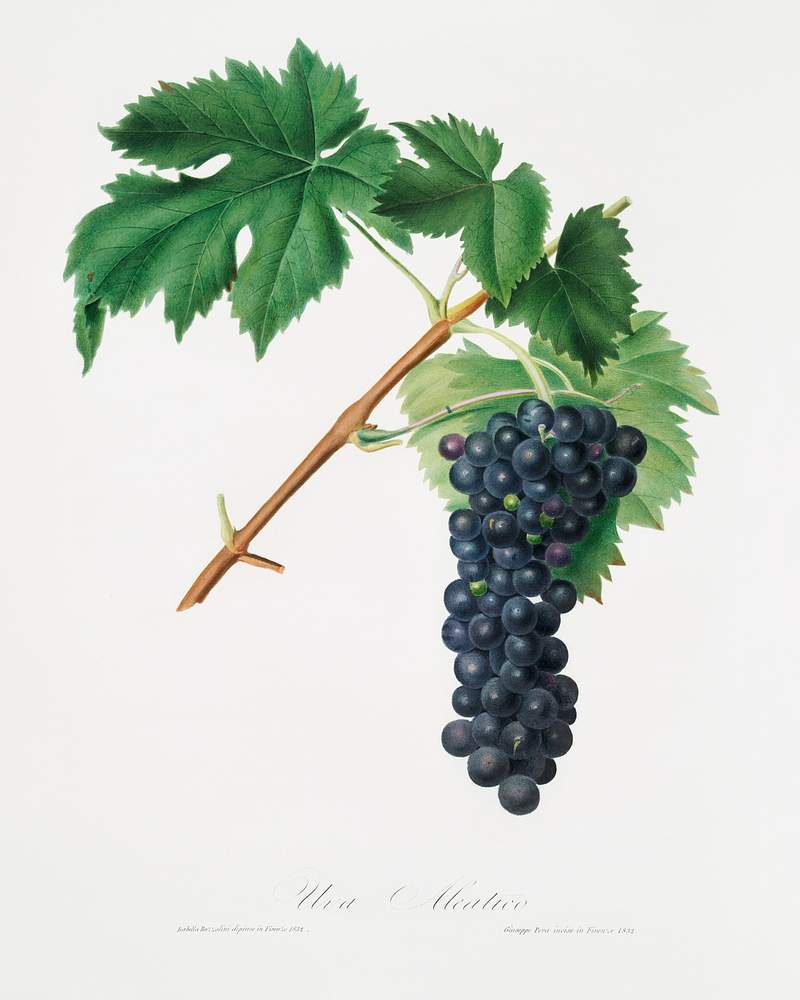 Black Aleatico grape (Vitis vinifera) from Pomona Italiana (1817 - 1839) by Giorgio Gallesio (1772-1839). Original from The New York Public Library. Digitally enhanced by rawpixel. Black Aleatico grape (Vitis vinifera) from Pomona Italiana (1817 - 1839) by Giorgio Gallesio (1772-1839). Original from The…
