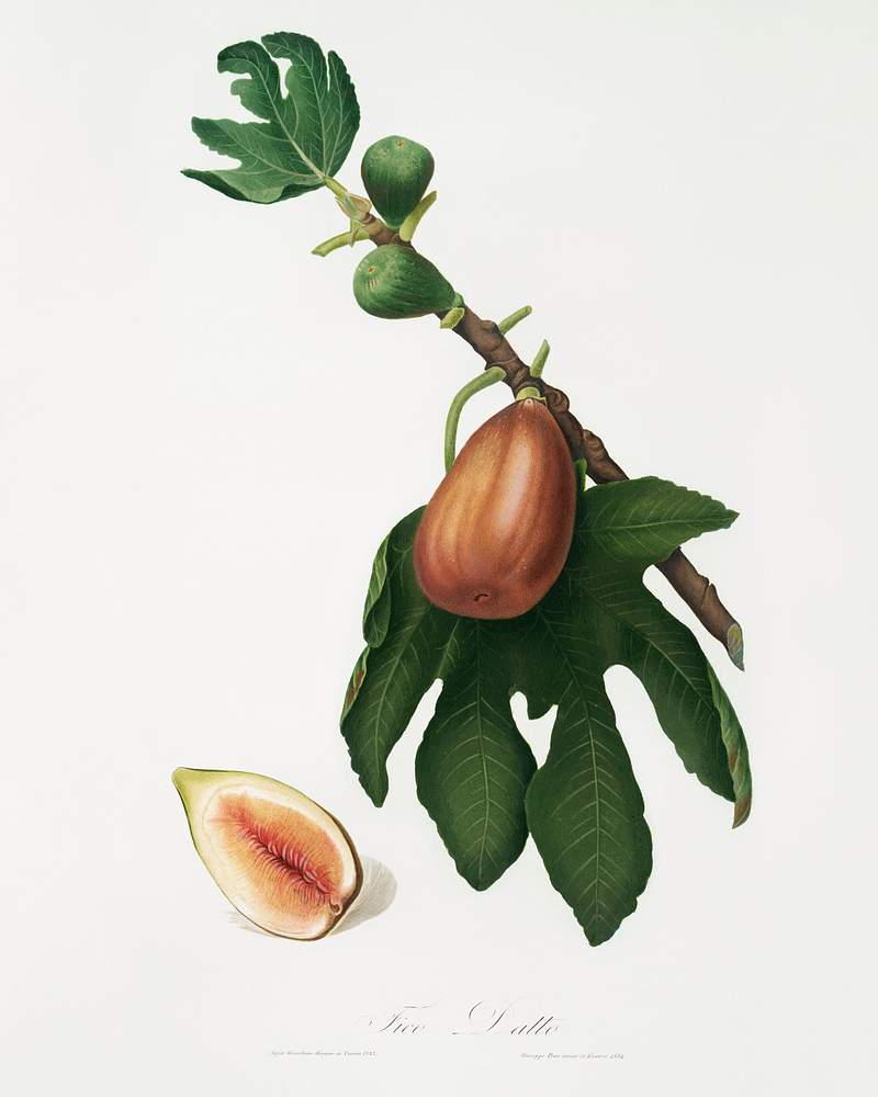 Fig (Ficus carica sativa) from Pomona Italiana (1817 - 1839) by Giorgio Gallesio (1772-1839). Original from The New York Public Library. Digitally enhanced by rawpixel. Fig (Ficus carica sativa) from Pomona Italiana (1817 - 1839) by Giorgio Gallesio (1772-1839). Original from The New York…