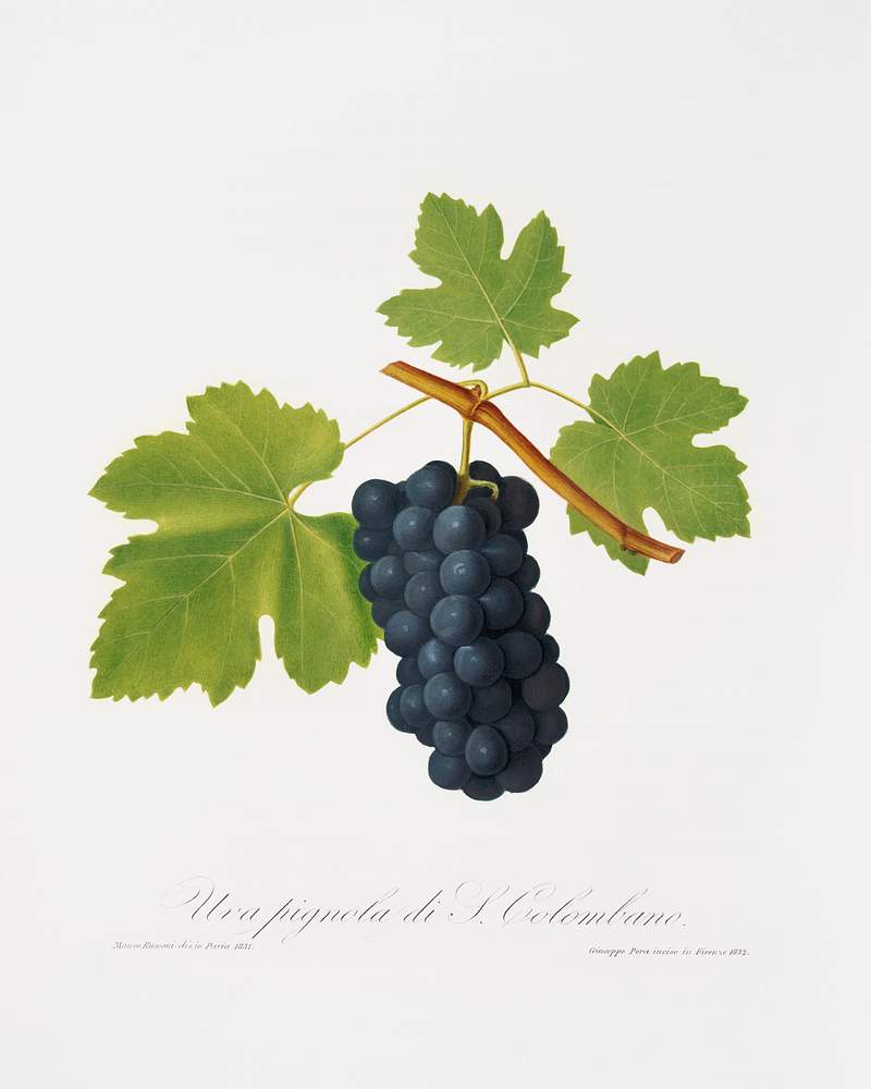 San Colombano grapes (Vitis vinifera Sancti Colombani) from Pomona Italiana (1817 - 1839) by Giorgio Gallesio (1772-1839). Original from The New York Public Library. Digitally enhanced by rawpixel. San Colombano grapes (Vitis vinifera Sancti Colombani) from Pomona Italiana (1817 - 1839) by Giorgio Gallesio (1772-1839).…