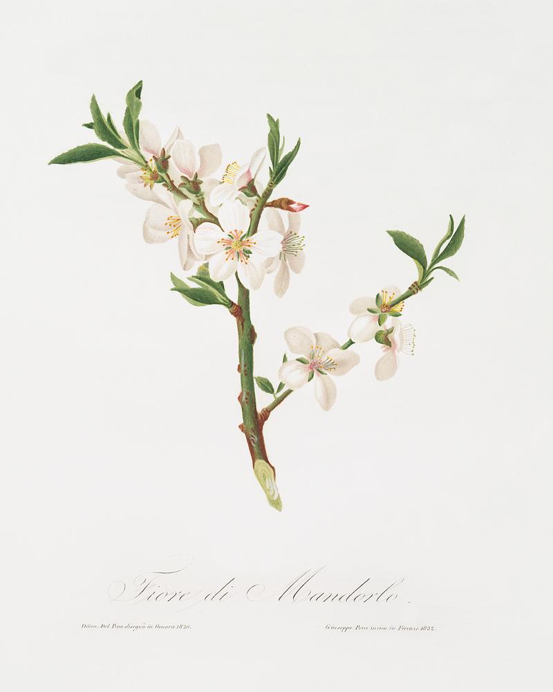 Almond tree flower (Prunus dulcis) from Pomona Italiana (1817 - 1839) by Giorgio Gallesio (1772-1839). Original from The New York Public Library. Digitally enhanced by rawpixel. Almond tree flower (Prunus dulcis) from Pomona Italiana (1817 - 1839) by Giorgio Gallesio (1772-1839). Original from The New…