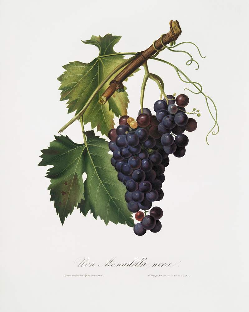 Black grape (Vitis vinifera) from Pomona Italiana (1817 - 1839) by Giorgio Gallesio (1772-1839). Original from The New York Public Library. Digitally enhanced by rawpixel. Black grape (Vitis vinifera) from Pomona Italiana (1817 - 1839) by Giorgio Gallesio (1772-1839). Original from The New York…