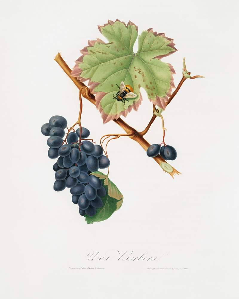 Barbera grape (Vitis vinifera) from Pomona Italiana (1817 - 1839) by Giorgio Gallesio (1772-1839). Original from The New York Public Library. Digitally enhanced by rawpixel. Barbera grape (Vitis vinifera) from Pomona Italiana (1817 - 1839) by Giorgio Gallesio (1772-1839). Original from The New York…